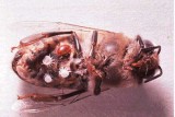 1110varroa2