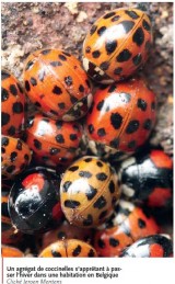 1201CoccinellesAsiatiquesOPIE