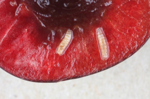 Larves de Drosophila Suzukii dans une cerise