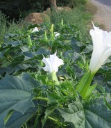 1210datura