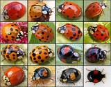 1211CoccinelleAsiatique