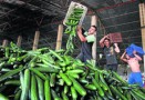 Destruction de concombres pendant la crise E coli