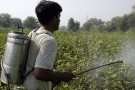 FAO pesticides