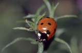 1308coccinelle