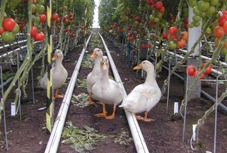 Volaille désherbant des Tomates en serres bio