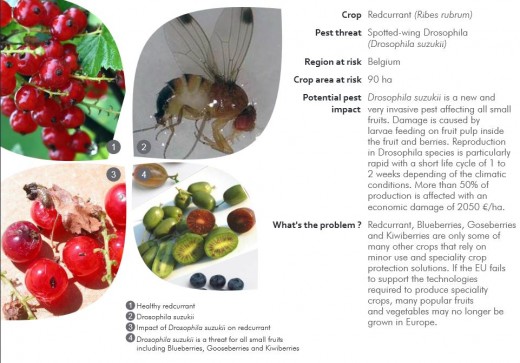 131203CartePostaleGroseilleDrosophila