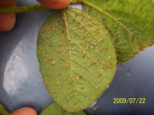 Champignons entomopathogènes sur pucerons du rosier