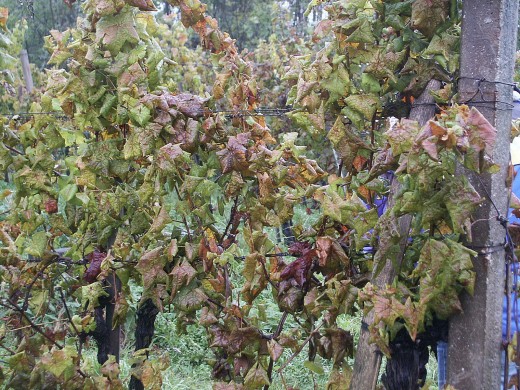 Vigne atteinte de flavescence dorée