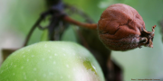 Une pomme infectée par le feu bactériejn (Photo: S. Stabinger / Wikimedia Commons)