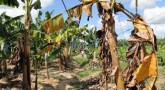 Plants de banane atteints par la jaunisse fusarienne