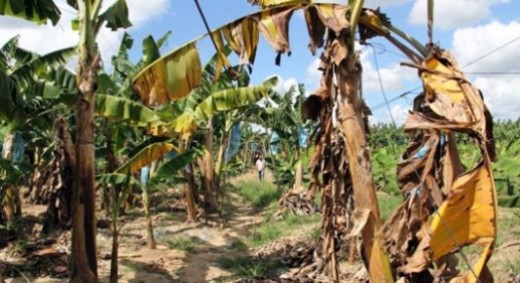 Plants de banane atteints par la jaunisse fusarienne