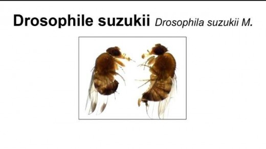 1405DrosophilaSuzukii