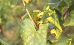 Vigne ateinte de flavescence dorée (Photo Federico Bondaz EPPO)