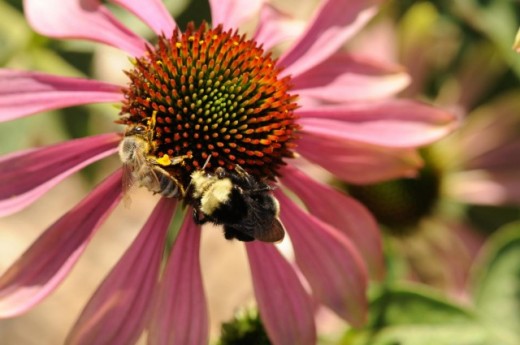 Photo credit: Kathy Keatley Garvey/UC Davis.