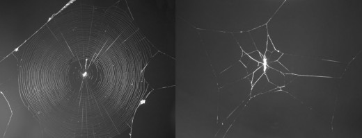 A gauche, une toile normale, à droite, la toile d'une araignée infestée