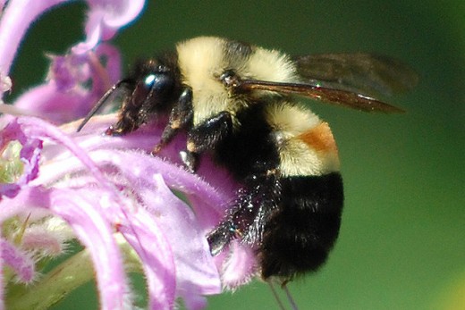 Ce bourdon (Bombus affinis) fait partie des espèces menacées dans son habitat d'origine (photo Johanna James-Heinz)