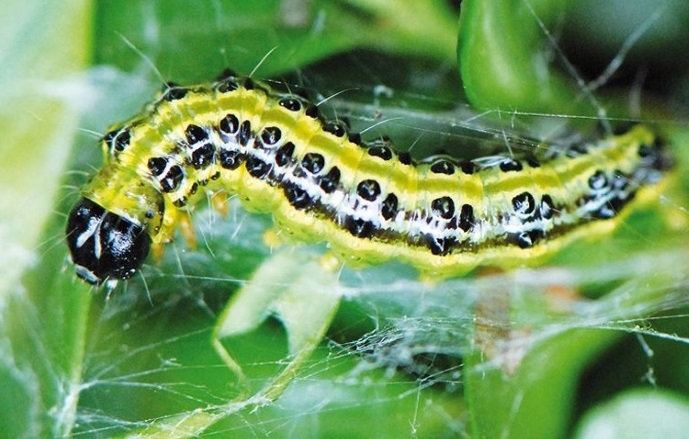 Chenille de la pyrale du buis (INRA)