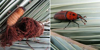 Larve et adulte du carançon rouge du palmier Crédit photo: Katja Schulz/Flickr.