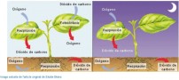 1511PlantesCalculCulturAgriculture