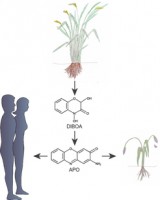 1512MaxPlanckSocietyPlantsWarfare