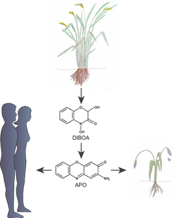 DE: “Manche Pflanzen greifen ihre Nachbarn an, um sich Wachstumsvorteile zu verschaffen. Dazu geben sie über ihre Wurzeln chemische Stoffe ab, z.B. DIBOA, die im Boden umgewandelt werden können. Toxine, die dabei entstehen, in diesem Beispiel dargestellt durch APO, dringen in die Wurzeln von Nachbarpflanzen ein und hindern diese am Wachstum. Manche dieser pflanzlichen Giftstoffe sind aber auch für die medizinische Forschung interessant und werden derzeit auf ihre Wirksamkeit in der Krebstherapie untersucht.” EN: “To have an advantage over their neighbours, some plant species release chemicals from their roots (e.g. DIBOA). These compounds can get degraded in the soil and turn into toxic substances, illustrated here by APO. When these toxins enter the roots of neighbouring plants, they prevent them from growing further. Some plant toxins can also be beneficial in the treatment of human diseases and are currently tested in cancer therapy.