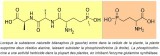 1601PhosphonitricineGlufosinate