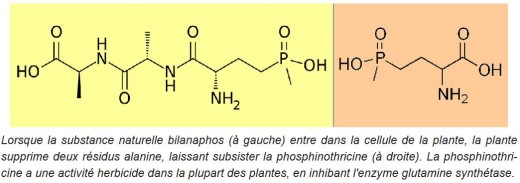 1601PhosphonitricineGlufosinate