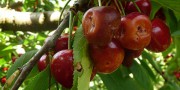 Dégâts de Drosophila suzukii sur cerises (source : l'Arboriculture Fruitière)