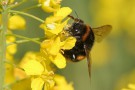 1608-bumblebee-OSR_credDeanMorley-20140411043814542