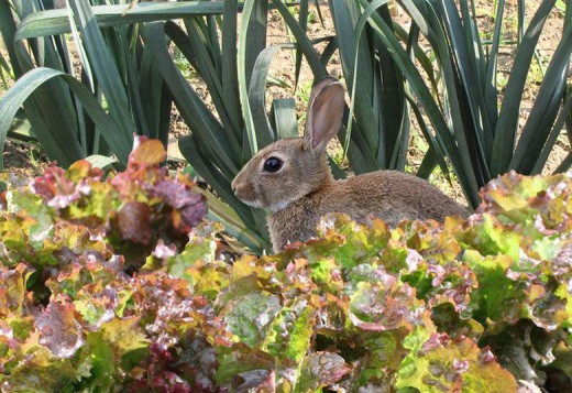 Photo: http://plandejardin-jardinbiologique.com/wa_images/lapin%20dans%20un%20potager.jpg