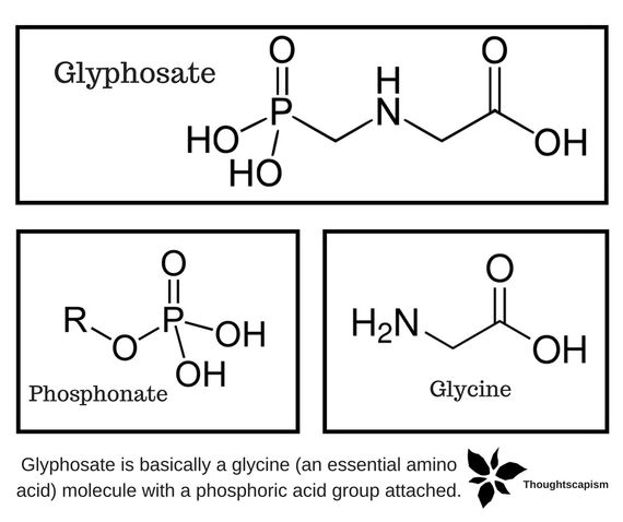 1609GlyphosatePhosphonateGlycine