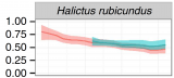 1609HalictusRubicundus