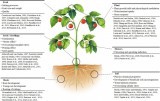 1701BiostimulantsVegenov