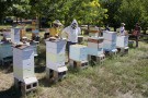 En Alberta (Canada), des apiculteurs s'opposent à une possible interdiction des néonicotinoïdes